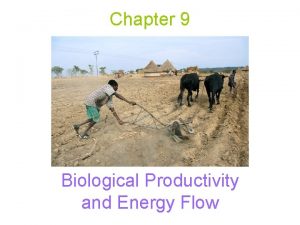 Chapter 9 Biological Productivity and Energy Flow Biological