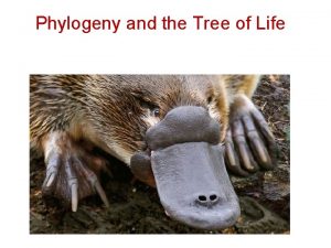 Phylogeny and the Tree of Life Overview Investigating