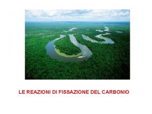 LE REAZIONI DI FISSAZIONE DEL CARBONIO Reazioni al