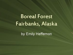 Boreal Forest Fairbanks Alaska by Emily Heffernon Abiotic