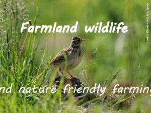 Andy Hay rspbimages com Farmland wildlife nd nature