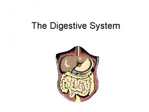 The Digestive System How is food digested Digestion