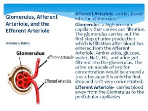 Glomerulus Afferent Arteriole and the Efferent Arteriole Brenna