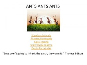ANTS Kingdom Animalia Phylum Arthropoda Class Insecta Order