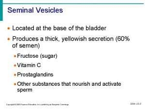 Seminal Vesicles Located at the base of the