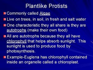 Plantlike Protists Commonly called Algae Live on trees