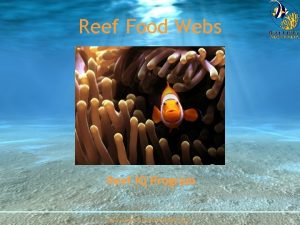 Reef Food Webs Reef IQ Program www reefcheckaustralia
