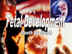Month by Month Day 1 Conception takes place