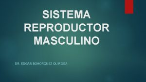 SISTEMA REPRODUCTOR MASCULINO DR EDGAR BOHORQUEZ QUIROGA ORGANOS