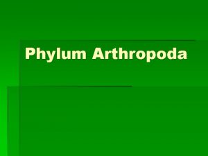 Phylum Arthropoda General Characteristics Segmented body head thorax