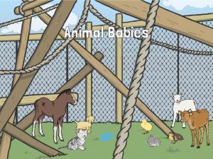 Animal Babies WALT match animals and their babies