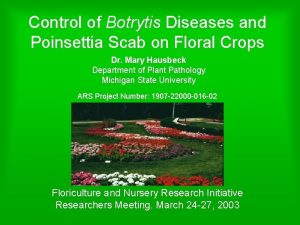 Control of Botrytis Diseases and Poinsettia Scab on