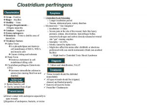 Clostridium perfringens Characteristics Symptoms v Gram Positive o