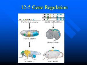 12 5 Gene Regulation Gene Regulation An Example