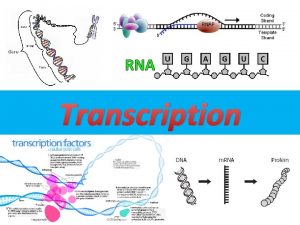 RNA Transcription DNA stands for deoxyribonucleic acid A