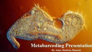 Metabarcoding Presentation By Anna Sharleen Maureen Type of
