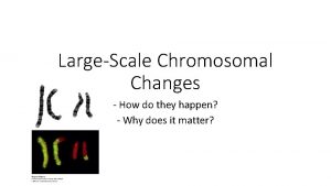 LargeScale Chromosomal Changes How do they happen Why