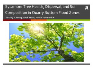 Sycamore Tree Health Dispersal and Soil Composition in