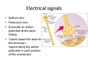 Electrical signals Sodium ions Potassium ions Generate an