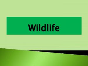 Wildlife Wildlife refers to plants animals and other