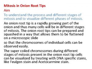Mitosis in Onion Root Tips Aim To understand