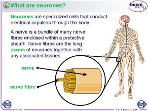 What are neurones Neurones are specialized cells that