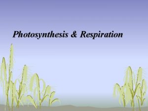 Photosynthesis Respiration Photosynthesis and Respiration Preassessment Food for