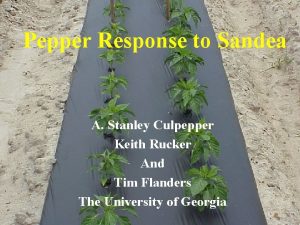 Pepper Response to Sandea A Stanley Culpepper Keith