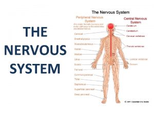 THE NERVOUS SYSTEM Your body performs many functions