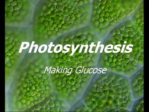 Photosynthesis Making Glucose Photosynthesis Where does all that
