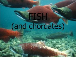 FISH and chordates What is a chordate Members