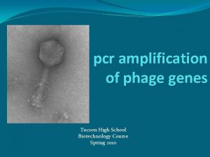 pcr amplification of phage genes Tucson High School