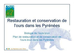 Restauration et conservation de lours dans les Pyrnes