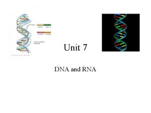 Unit 7 DNA and RNA DNA stands for