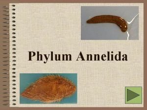Phylum Annelida Phylum Annelida Characteristics Protostomia eucoelomates unspecialized