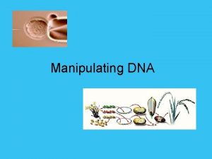 Manipulating DNA Selective Breeding Man has selectively bred