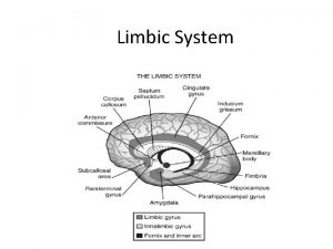 Limbic System Introduction Paul Pierre Broca in 1878