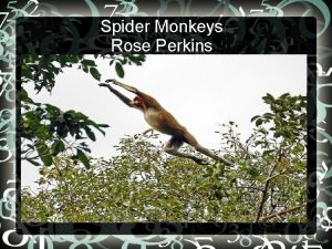 Spider Monkeys Rose Perkins What Spider Monkeys Eat
