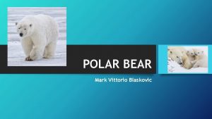 POLAR BEAR Mark Vittorio Blaskovic Polar Bear DESCRIPTION