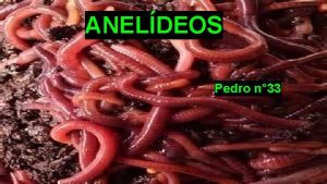 ANELDEOS Pedro n 33 Os aneldeos so animais