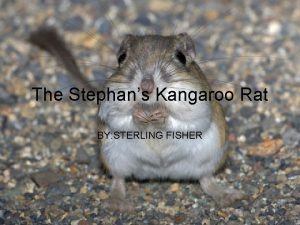 The Stephans Kangaroo Rat BY STERLING FISHER Dipodomys