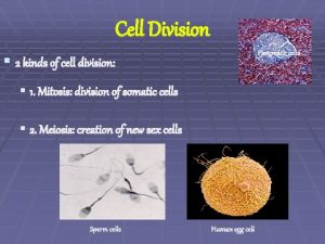 Cell Division Pancreatic cells 2 kinds of cell