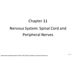 Chapter 11 Nervous System Spinal Cord and Peripheral