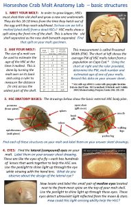Horseshoe Crab Molt Anatomy Lab basic structures 1