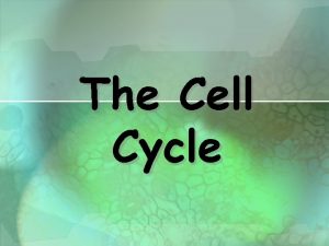 The Cell Cycle The Cell Cycle Cell Cycle