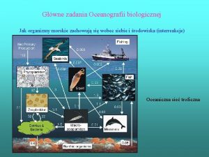 Gwne zadania Oceanografii biologicznej Jak organizmy morskie zachowuj