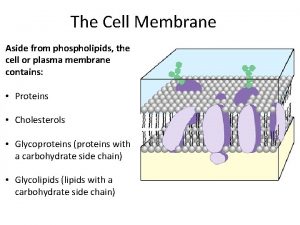 The Cell Membrane Aside from phospholipids the cell