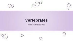 Vertebrates Animals with Backbones Vertebrates o Animals in