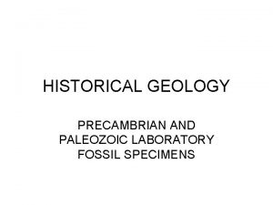 HISTORICAL GEOLOGY PRECAMBRIAN AND PALEOZOIC LABORATORY FOSSIL SPECIMENS