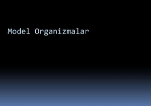 Model Organizmalar Model Organizma Nedir Model organizmalar eitli